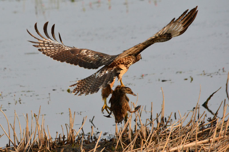 A hawk getting a duck.
