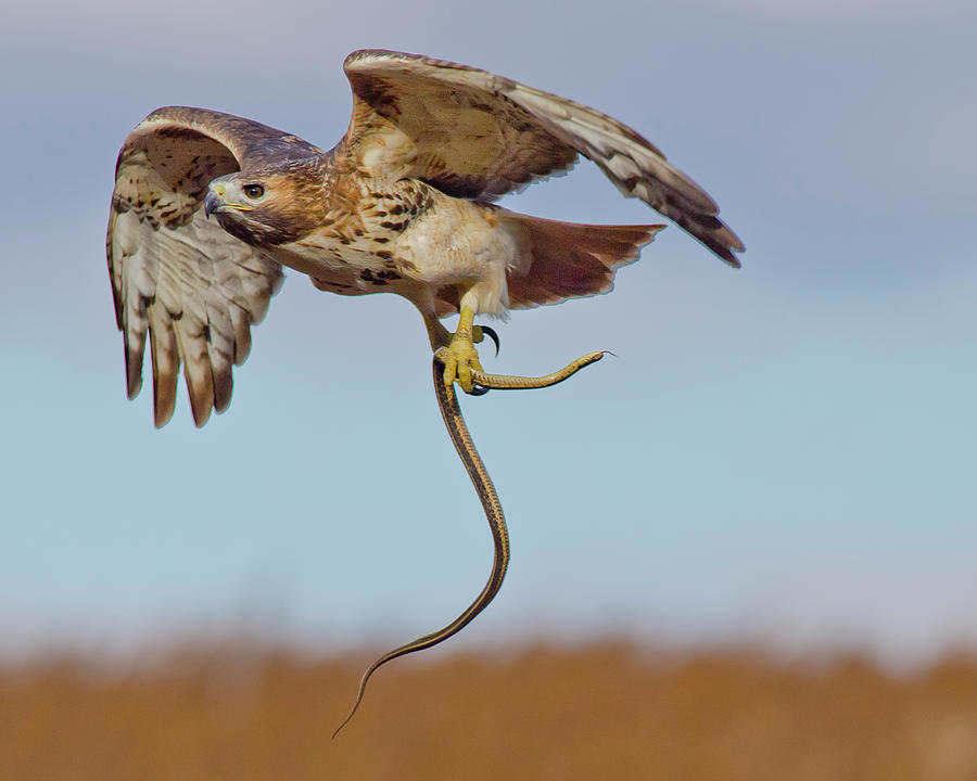 hawk with a snake